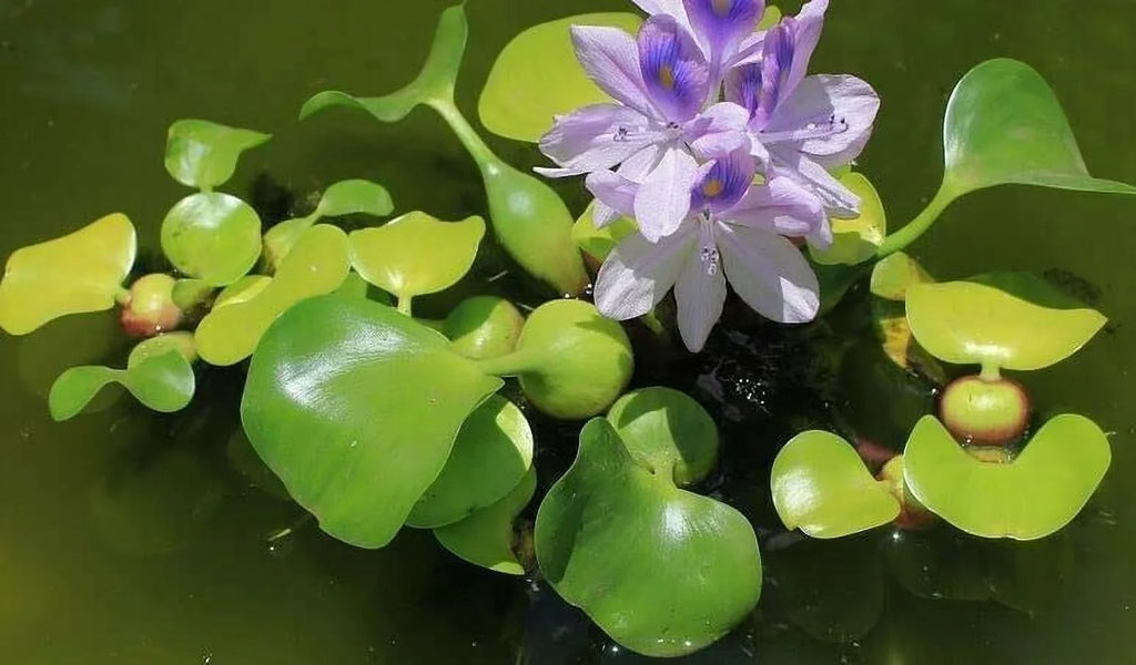 5 Hyancinth - Floating Garden Pond Plant