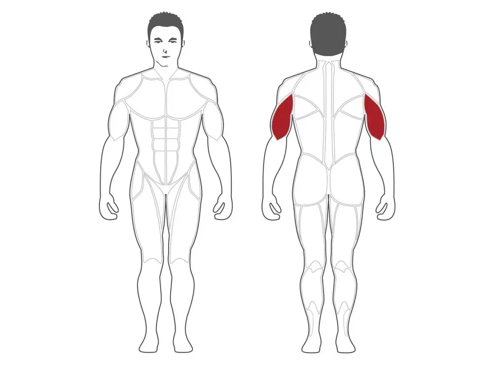 SteelFlex Tricep Extension Apparatus (PLTE)