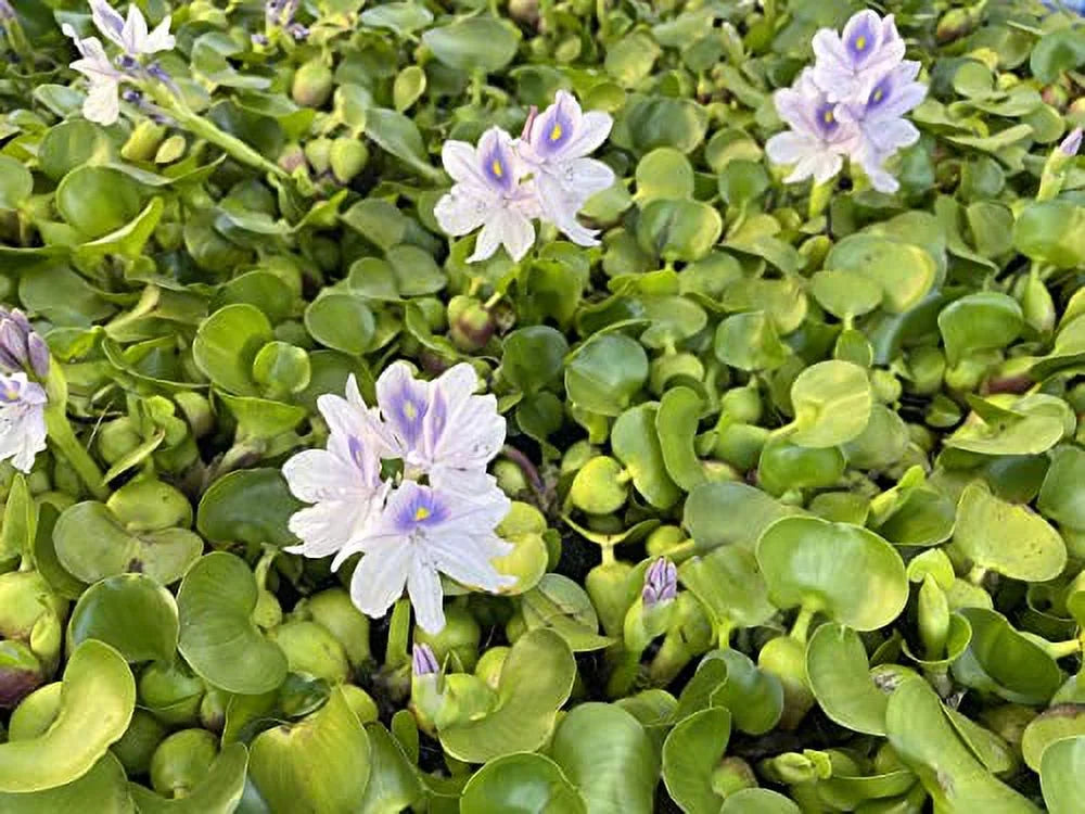 5 Hyancinth - Floating Garden Pond Plant