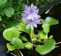 5 Hyancinth - Floating Garden Pond Plant