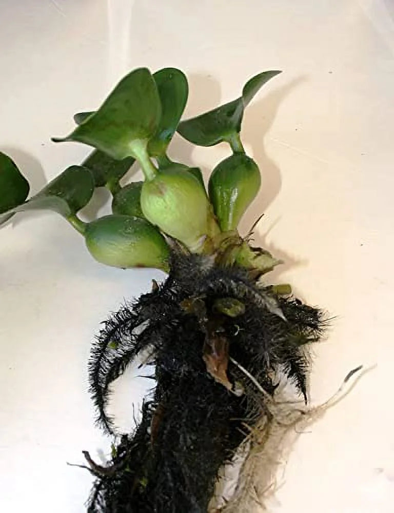 5 Hyancinth - Floating Garden Pond Plant